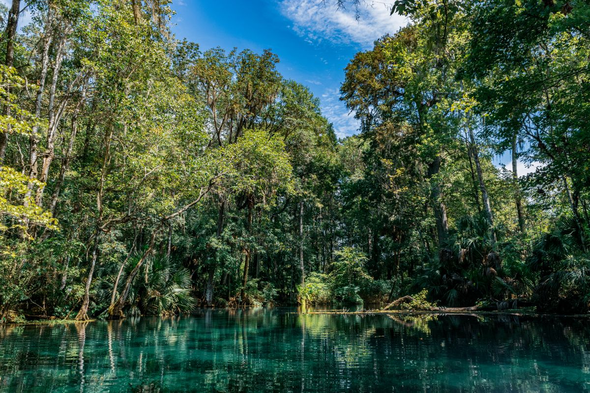 Clear teal spring water and lush forest at Silver Springs near Ocala